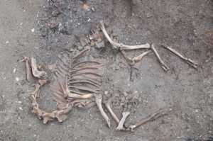 Excavated camel skeleton
